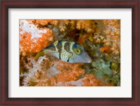 Framed Close-up of pufferfish, Raja Ampat, Papua, Indonesia