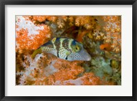 Framed Close-up of pufferfish, Raja Ampat, Papua, Indonesia
