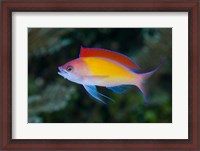 Framed Colorful anthias fish