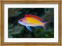 Framed Colorful anthias fish