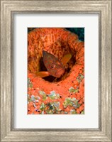 Framed Coral trout fish