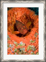 Framed Coral trout fish