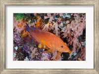 Framed Coral trout swims among reef
