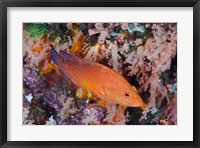 Framed Coral trout swims among reef