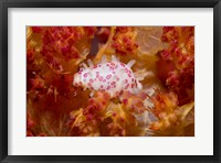 Framed Cowry mollusks, Marine Life