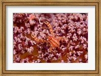Framed Crabcoralmarine life