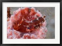 Framed Dendrochirus zebra fish