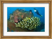 Framed Diver and schooling sweetlip fish next to reef, Raja Ampat, Papua, Indonesia