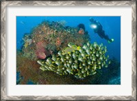 Framed Diver and schooling sweetlip fish next to reef, Raja Ampat, Papua, Indonesia