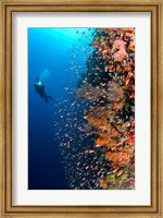 Framed Diver with light next to vertical reef formation, Pantar Island, Indonesia