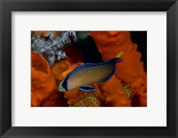 Framed Dottyback, corals, marine life