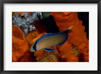 Framed Dottyback, corals, marine life