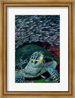 Framed Glassfish, Hawksbill turtle