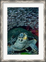 Framed Glassfish, Hawksbill turtle