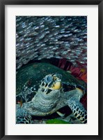 Framed Glassfish, Hawksbill turtle