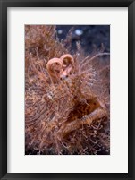 Framed Hairy frogfish