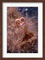Framed Hairy frogfish