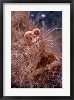 Framed Hairy frogfish