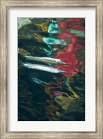 Framed Halfbeak fish