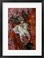 Framed Indonesia, New Guinea Island, Raja Ampat, Cuttlefish