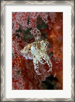 Framed Indonesia, New Guinea Island, Raja Ampat, Cuttlefish