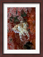 Framed Indonesia, New Guinea Island, Raja Ampat, Cuttlefish