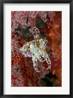 Framed Indonesia, New Guinea Island, Raja Ampat, Cuttlefish