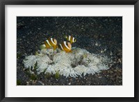 Framed Indonesia, Sulawesi, Lembeh Strait, Marine Life