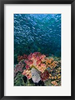 Framed Indonesia, Triton Bay, Silversides fish