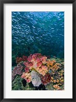 Framed Indonesia, Triton Bay, Silversides fish