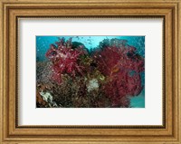 Framed Marine Life, Reefs