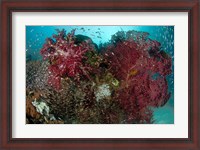 Framed Marine Life, Reefs