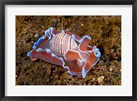Framed molluskmarine life