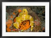 Framed Nudibranch, Marine Life