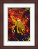 Framed Octopus marine life