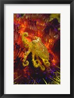 Framed Octopus marine life