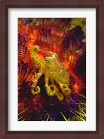Framed Octopus marine life
