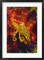 Framed Octopus marine life