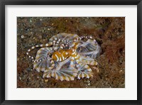 Framed Octopus, Indonesia