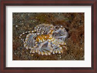 Framed Octopus, Indonesia