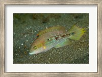 Framed Parrot fish