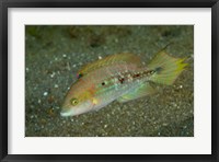 Framed Parrot fish