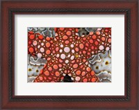 Framed Partial view of colorful sea star over a sea cucumber, Raja Ampat, Indonesia