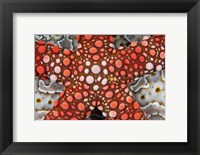 Framed Partial view of colorful sea star over a sea cucumber, Raja Ampat, Indonesia