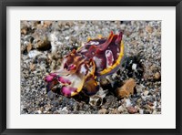 Framed Pfeffer's flamboyant cuttlefish