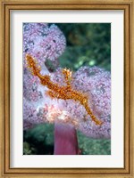 Framed Pipe fish and coral