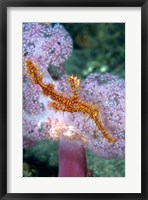 Framed Pipe fish and coral