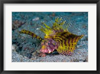 Framed Red dwarf lionfish