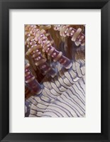 Framed Ringed tentacles, Marine life
