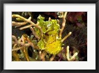 Framed Sailfin leaffish